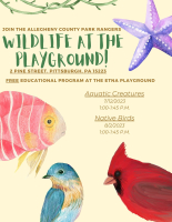 Wildlife At The Playground! Aquatic Creatures